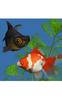 【クリックで詳細表示】金魚 デスクトップ