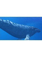 海の民話 鯨の由来