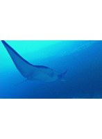 第5話 与那国海底遺跡 海からのメッセージ/The Message From Undersea