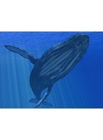 美海物語～ちゅらうみものがたり～/ザトウクジラ