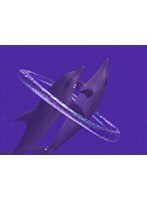 美海物語～ちゅらうみものがたり～/イルカ