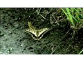 3 ほんとにあった怖い都市伝説 サンプル画像 No.2