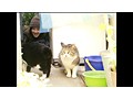 私は猫ストーカー サンプル画像 No.3