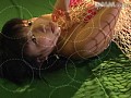 ����䡡�����