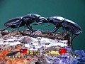 世界最強虫王決定戦 かぶと★くわがたムシリンピック2005 ラストサムライ奇跡への挑戦 サンプル画像 No.4