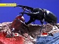 世界最強虫王決定戦 かぶと★くわがたムシリンピック2005 ラストサムライ奇跡への挑戦 サンプル画像 No.1
