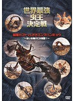 世界最強虫王決定戦 国産カブトVSオオエンマハンミョウ ～誇りを賭けた大死闘！～