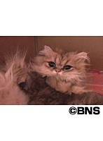 Cat Healing ねこちゃんといっしょ こねこ なごみ編