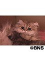 Cat Healing �ͤ������Ȥ��ä��� ���ͤ� �ʤ�����