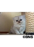 Cat Healing ねこちゃんといっしょ こねこ こねこ編