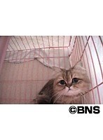 Cat Healing ねこちゃんといっしょ こねこ げんき編