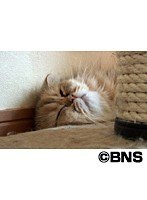 Cat Healing ねこちゃんといっしょ こねこ おやすみ編