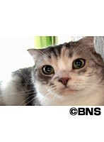 Cat Healing ねこちゃんといっしょ こねこ なかま編