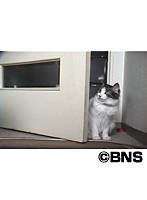 Cat Healing ねこちゃんといっしょ こねこ やんちゃ編