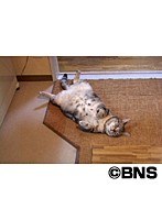 Cat Healing ねこちゃんといっしょ こねこ おねんね編