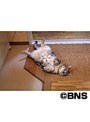  Cat Healing ねこちゃんといっしょ こねこ おねんね編でDMMアフィリエイトツール
