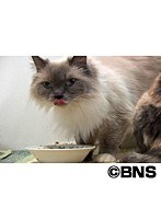Cat Healing ねこちゃんといっしょ こねこ ゆかい編