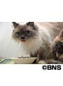 Cat Healing �ͤ������Ȥ��ä��� ���ͤ� �椫����