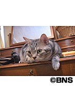 Cat Healing ねこちゃんといっしょ こねこ アクション編