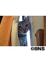 Cat Healing ねこちゃんといっしょ こねこ わんぱく編
