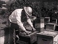 スズメバチ女 サンプル画像 No.1