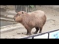 実録！呪われた都市伝説 驚愕 闇の東京地下世界 サンプル画像 No.4