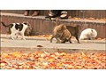 路地猫 サンプル画像 No.5