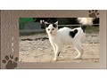 路地猫 サンプル画像 No.6