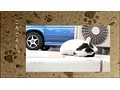 路地猫 サンプル画像 No.1