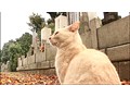路地猫 サンプル画像 No.2