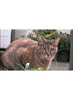 路地猫