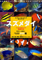 【クリックでお店のこの商品のページへ】スズメダイ ひと目で特徴がわかる図解付き スズメダイ200種＋幼魚、成魚、雌雄、婚姻色のバリエーション