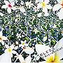 L’Arc〜en〜Ciel/BLESS（初回限定盤）（DVD付）