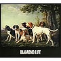  グランド・ギャラリー・プレゼンツ ダイアモンド・ライフでDMMアフィリエイトツール