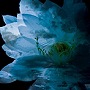  LUNA SEA MEMORIAL COVER ALBUM -Re:birth-でDMMアフィリエイトツール