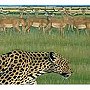  ファンタスティック・プラスティック・マシーン/zoo （CCCD）でDMMアフィリエイトツール