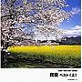  民謡 ベスト（上）でDMMアフィリエイトツール