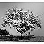 一青窈/ハナミズキ