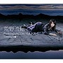 荒野流転/FictionJunction YUUKA