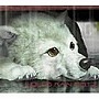  WOLF’S RAIN O.S.T.2でDMMアフィリエイトツール