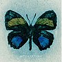  ART-SCHOOL/Ｆｌｏｒａ（初回限定盤）（DVD付）でDMMアフィリエイトツール