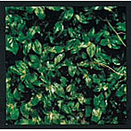 【クリックで詳細表示】エレファントカシマシ/ココロに花を