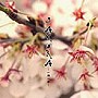  SAKURA〜一期一会〜でDMMアフィリエイトツール
