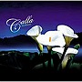  Calla/in BloomでDMMアフィリエイトツール