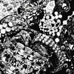 【クリックで詳細表示】アリス九號./Alpha