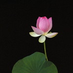 【クリックで詳細表示】岡野弘幹/PEACE PRAYER
