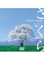 さくら 名所を彩る美しい季節の魔法　ドキュメンタリー