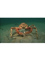 ワイルドライフ オーストラリア メルボルンの海 10万匹のカニ 謎の大集結 （ブルーレイディスク）　ドキュメンタリー