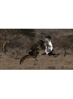 ワイルドライフ アフリカ大サバンナ 飛ばない鳥 大地を生きる （ブルーレイディスク）　ドキュメンタリー