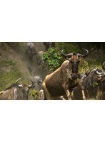 ワイルドライフ アフリカ大サバンナ ヌー100万頭 親子で決死の大移動 （ブルーレイディスク）　ドキュメンタリー